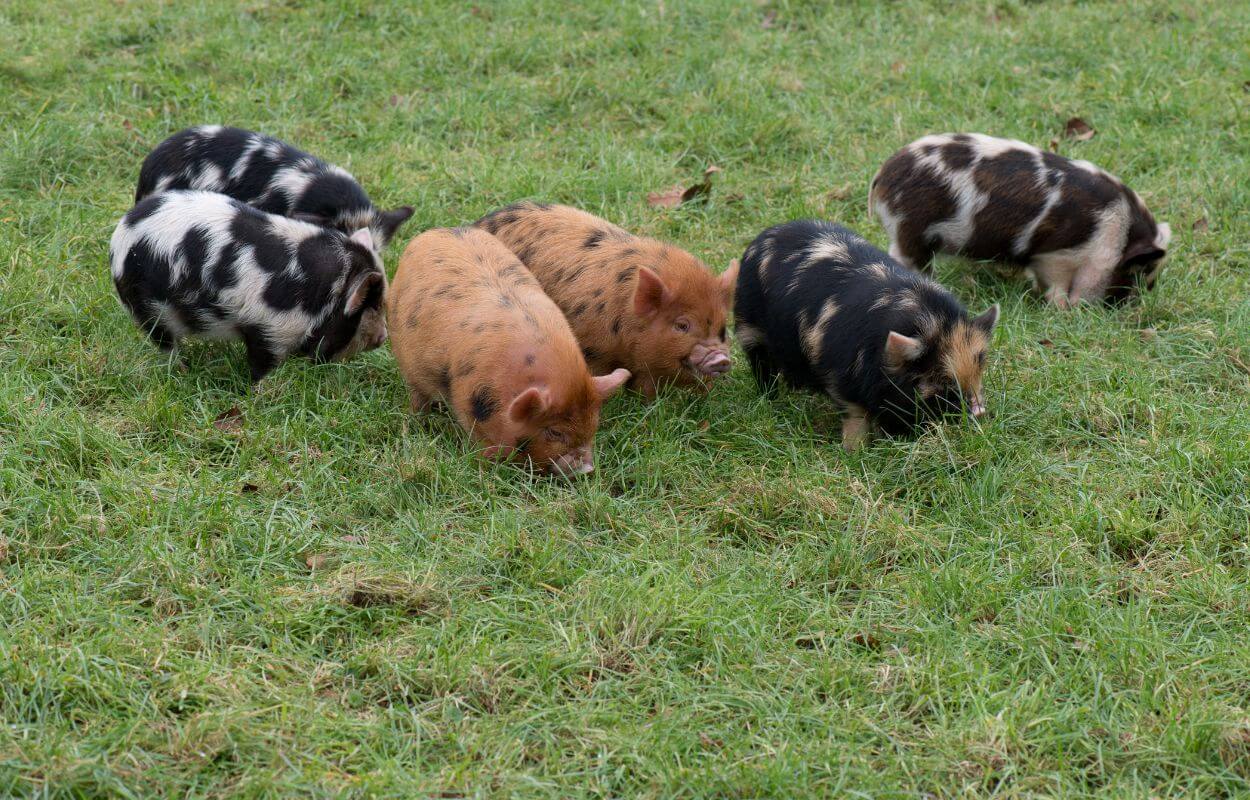 Kunekune piglets