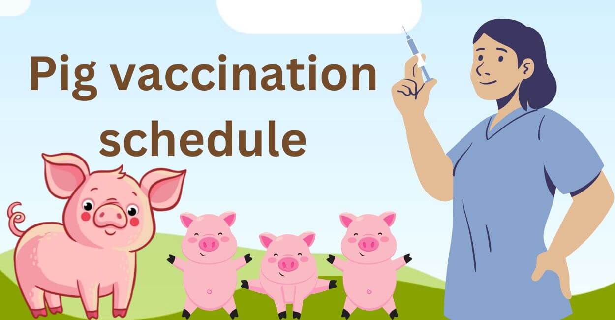 Pig vaccination schedule
