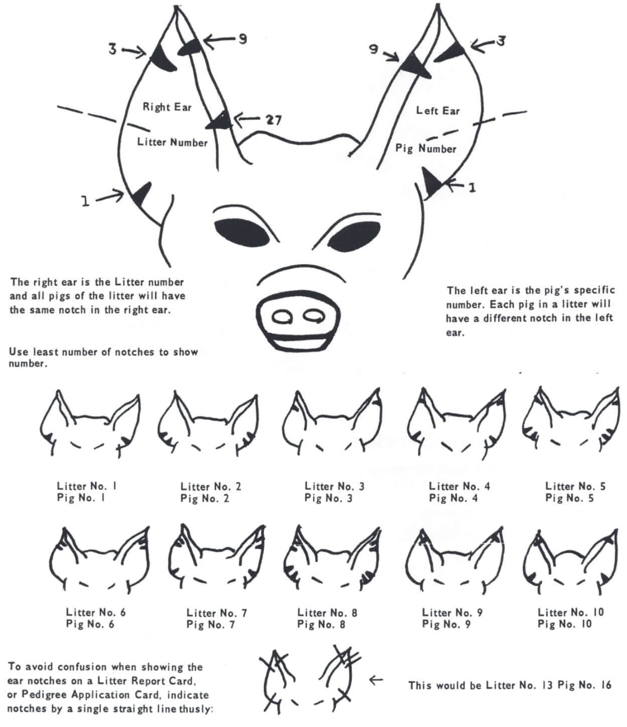 Tamworth ear notching system