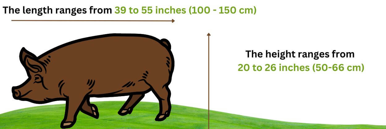 Tamworth pig size - height and lenght