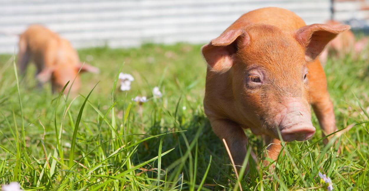 Tamworth piglets