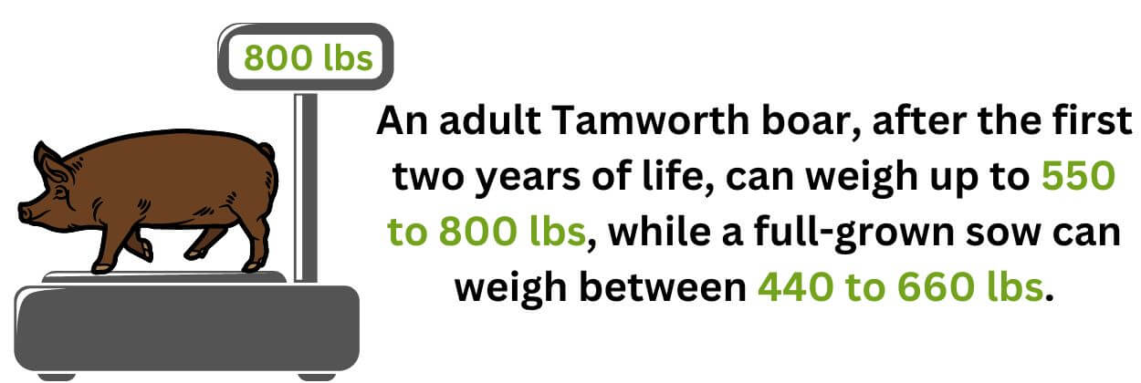 Tamworth pigs weight