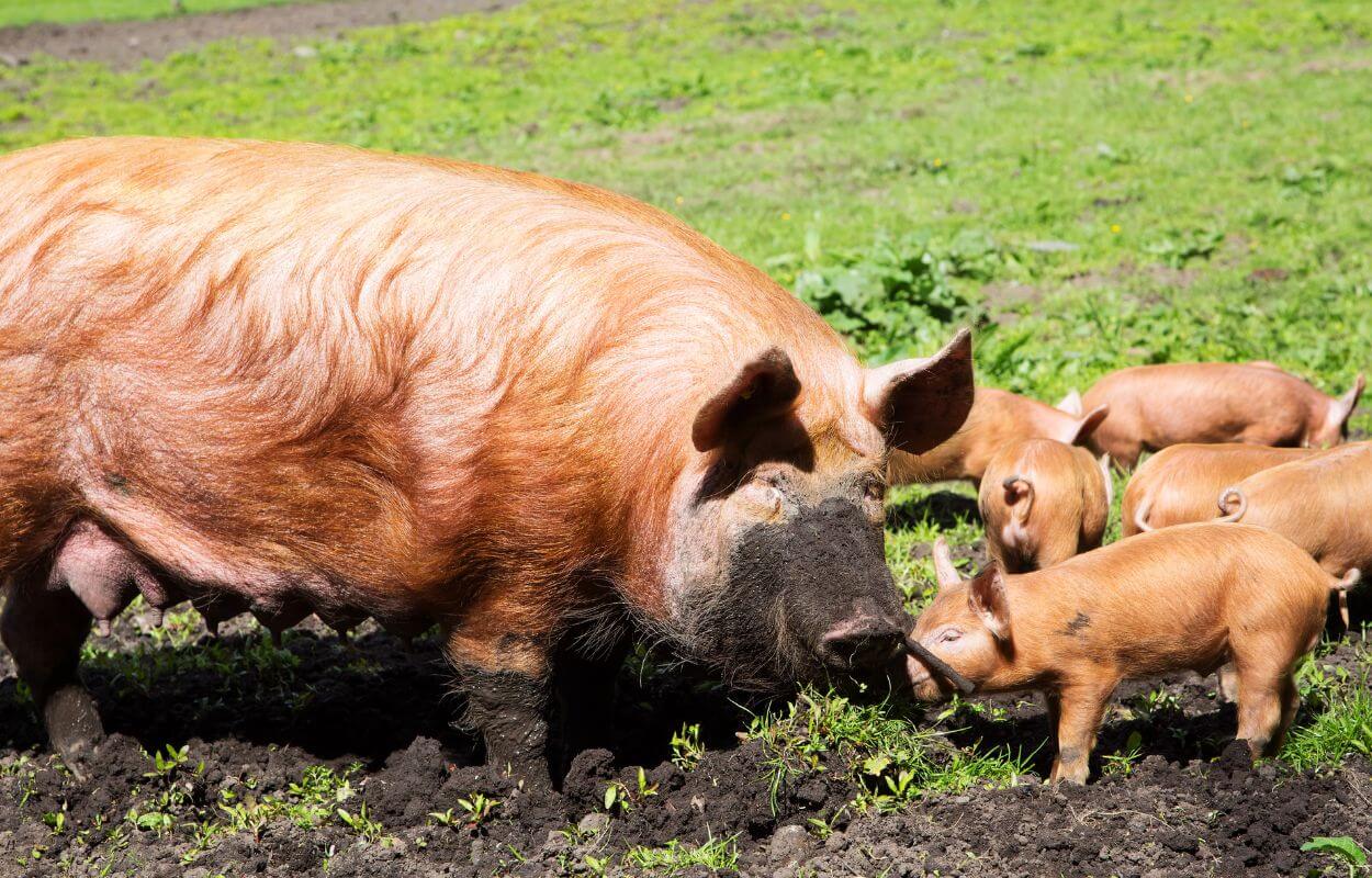 Tamworth sow with piglets