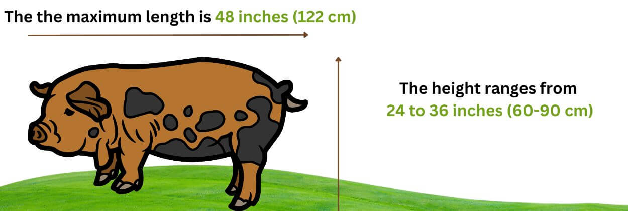 The size of kunekune pig