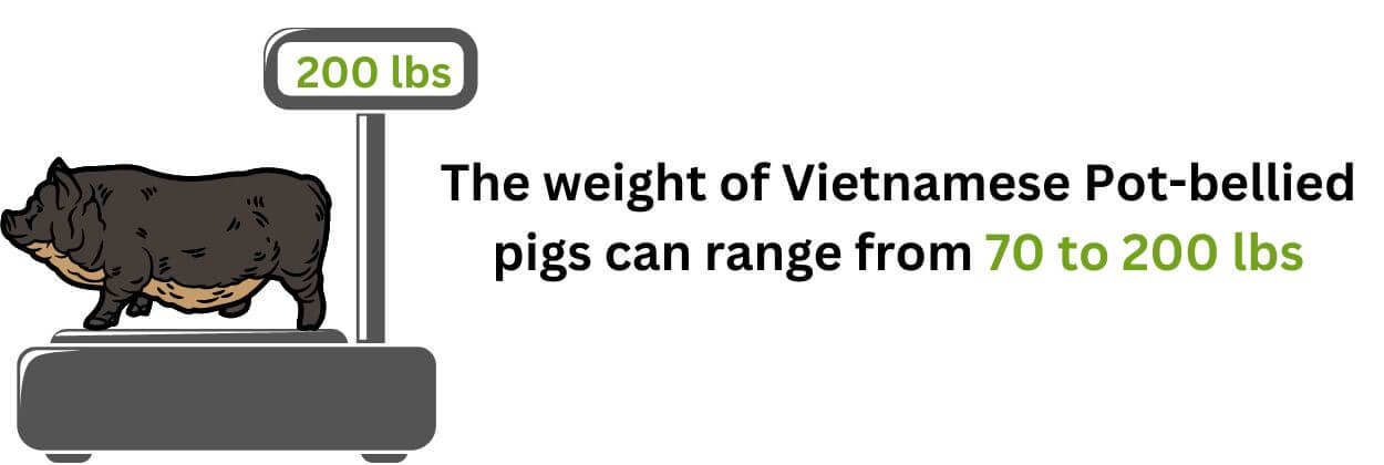 The weight of Vietnamese Pot-bellied