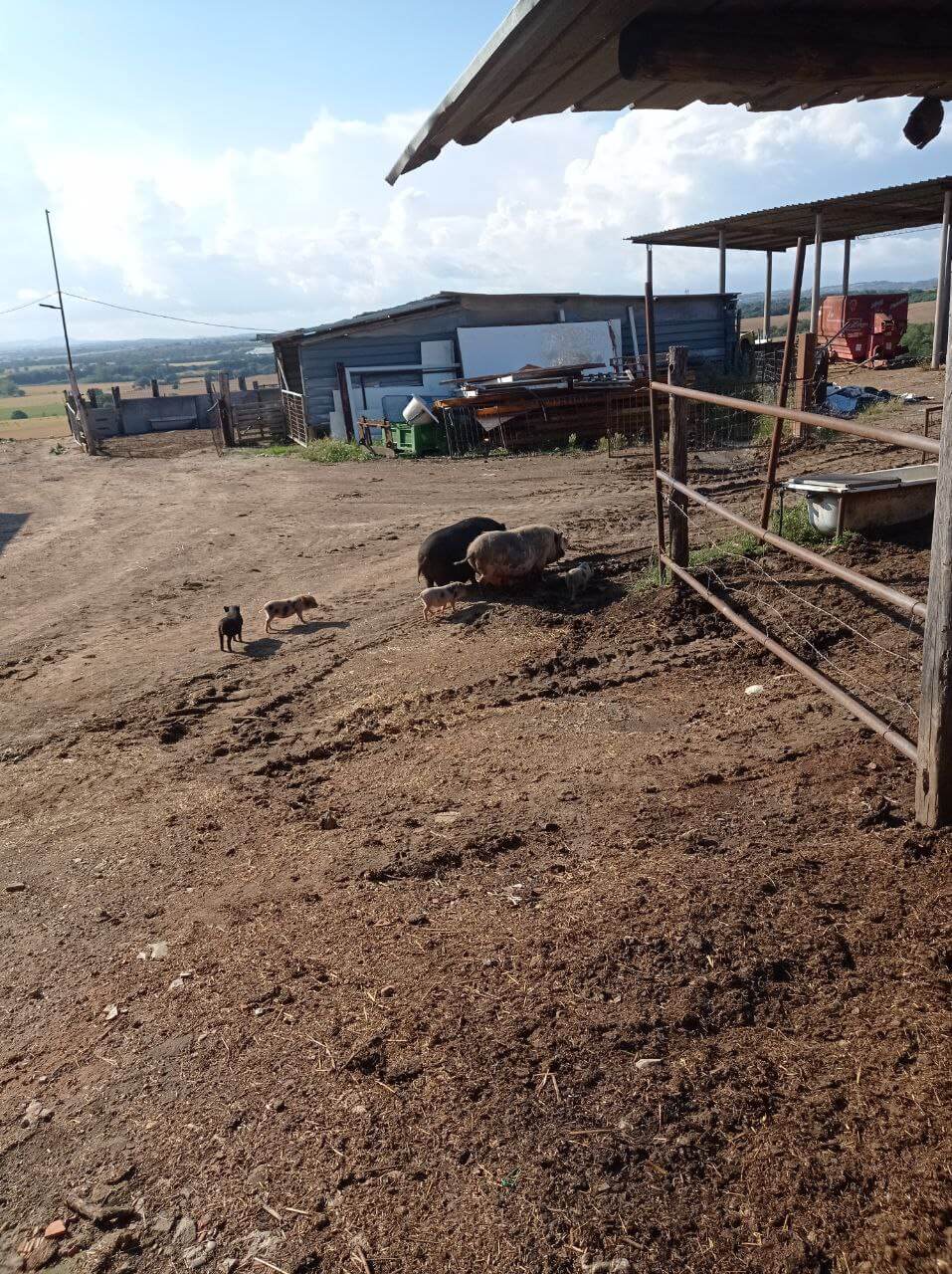 Vietnamese Pot-bellied pigs at my farm