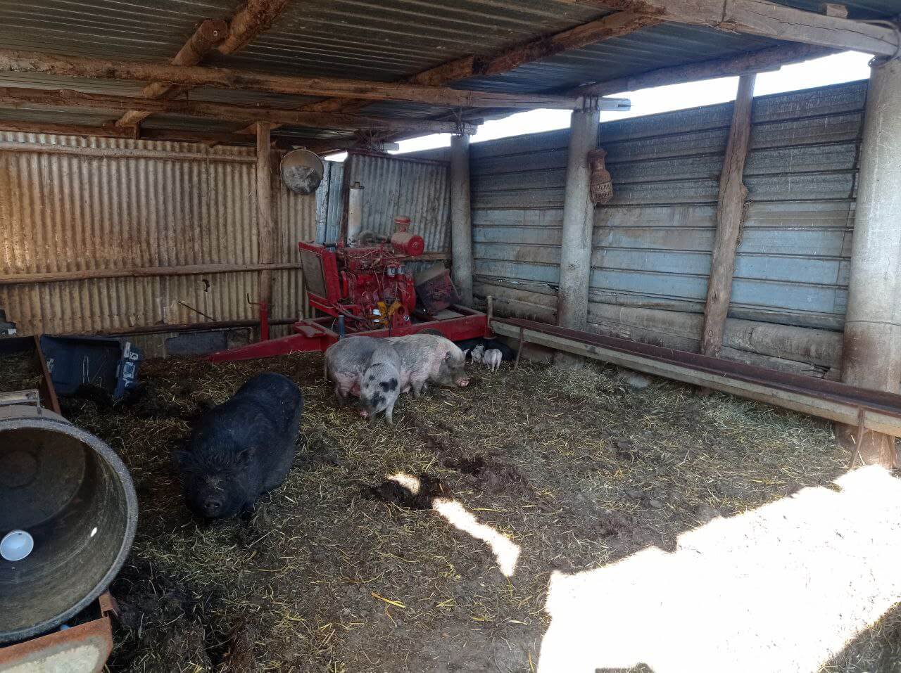 Vietnamese Pot-bellied pigs shelter