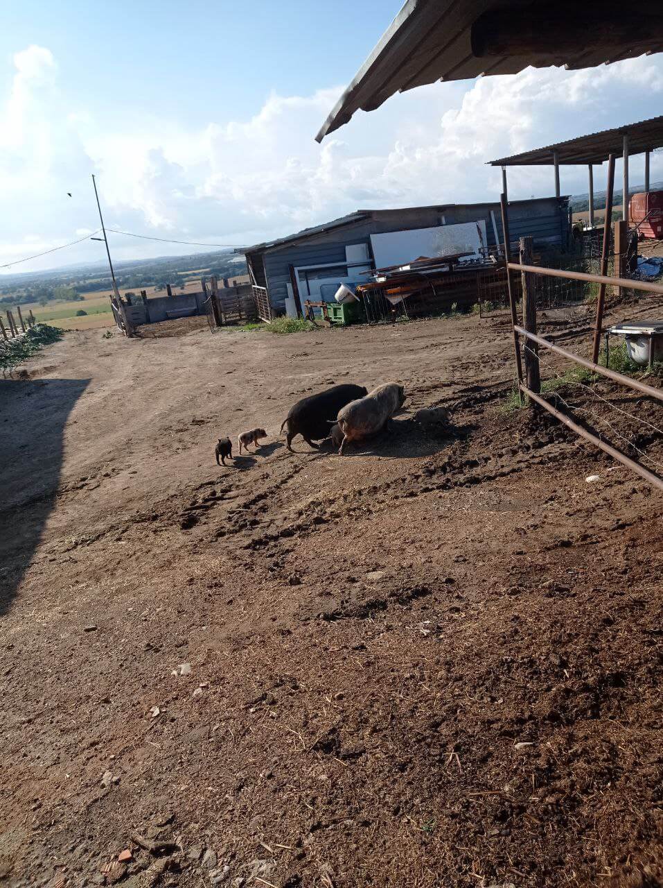 free Vietnamese Pot-bellied pigs at my farm