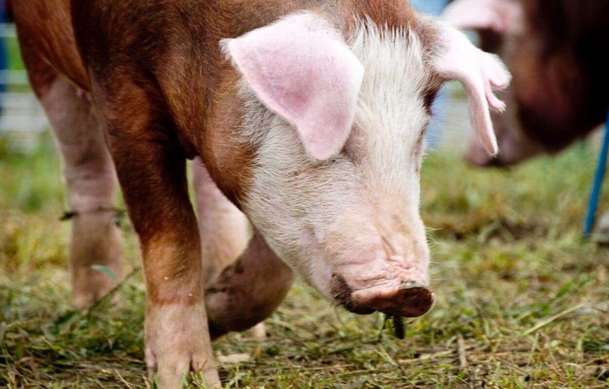 hereford hog head