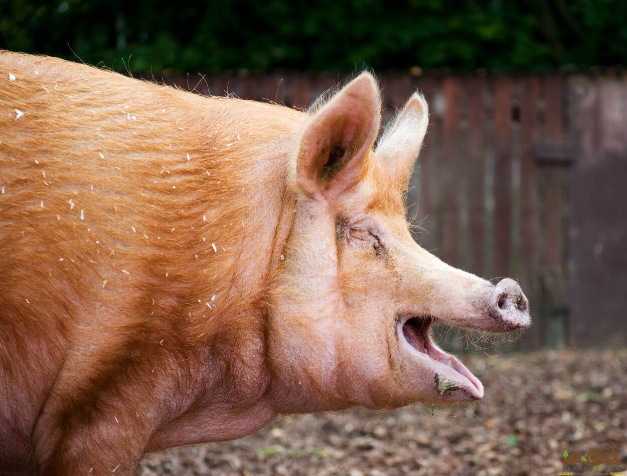 the ears of the tamworth pig