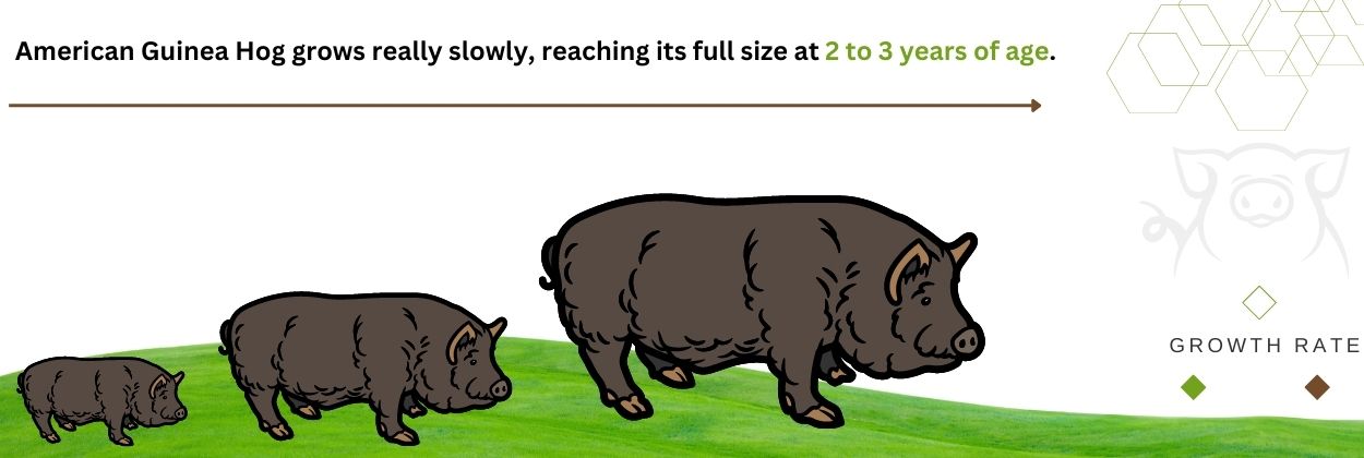 American Guinea Hog Growth rate