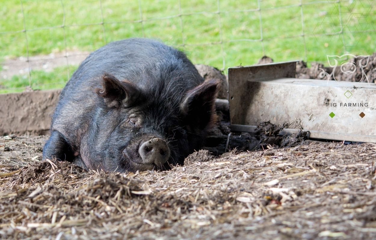 American guinea Hog - Face, Eyes, Ears