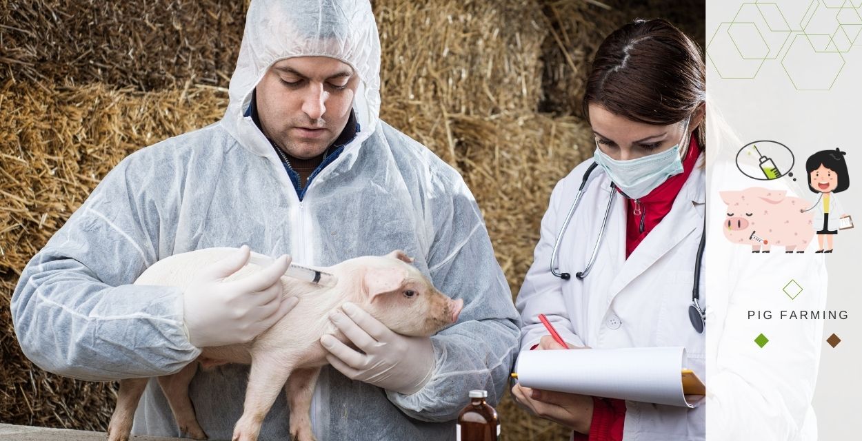 American guinea Hog - Vaccination Chart