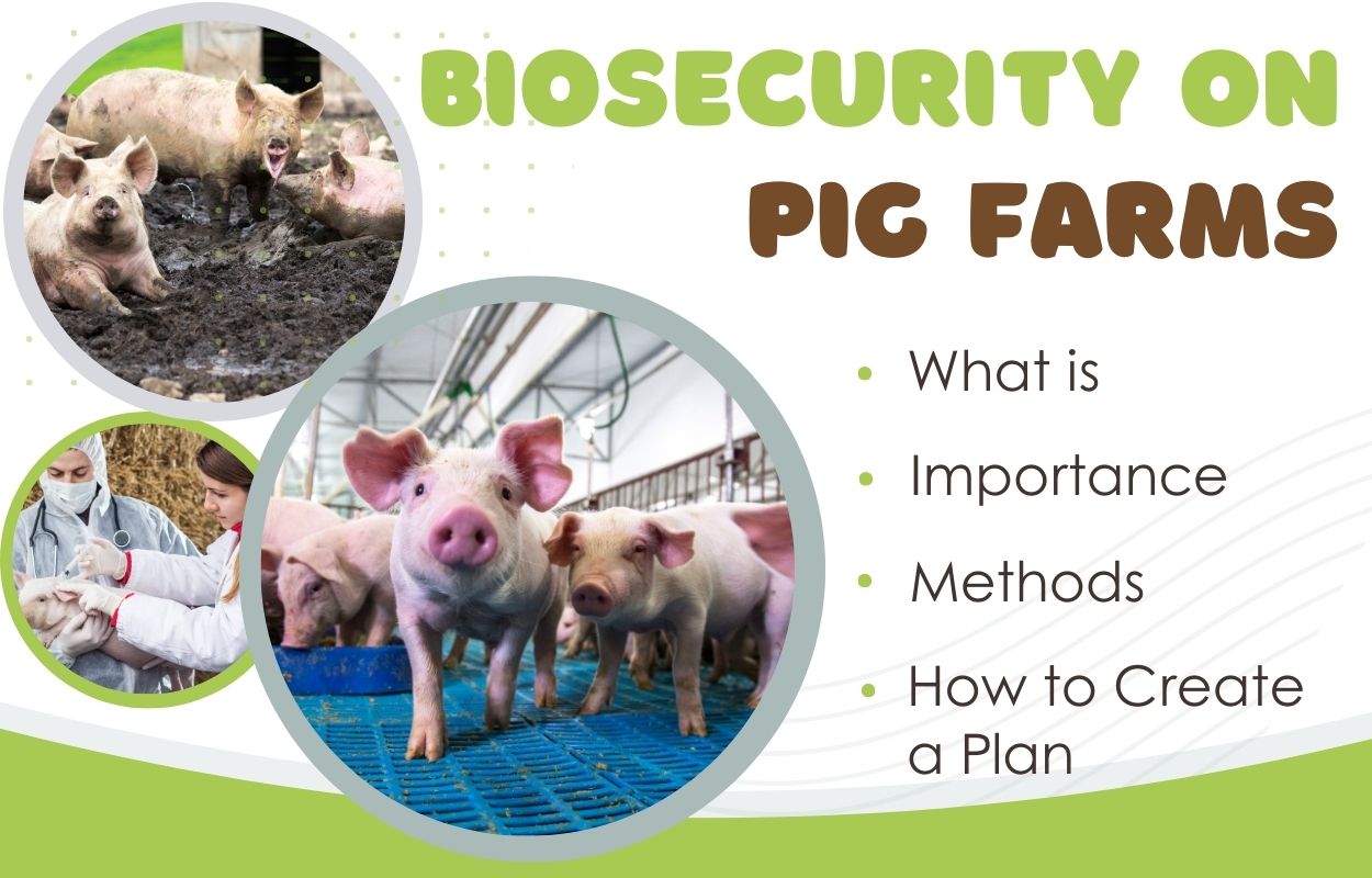 Biosecurity on pig farms