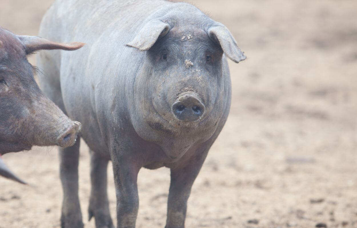Black Iberian Pig Characteristics - Head, Face, Snout, Ears