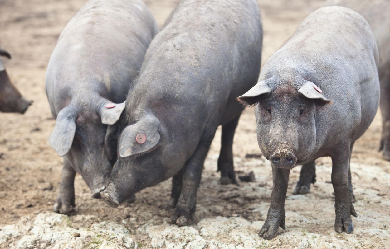 Black Iberian Pig Characteristics