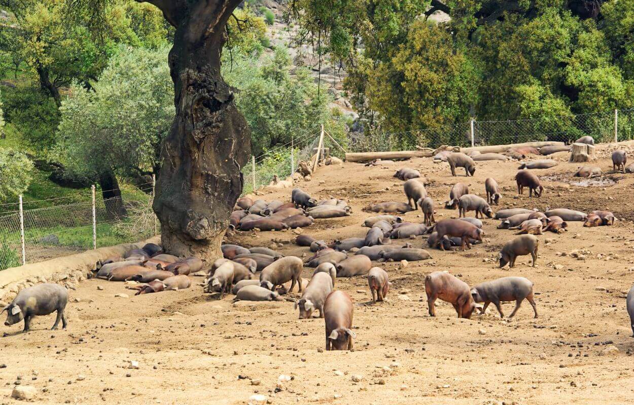 Black Iberian Pig Temperament and Behaviour