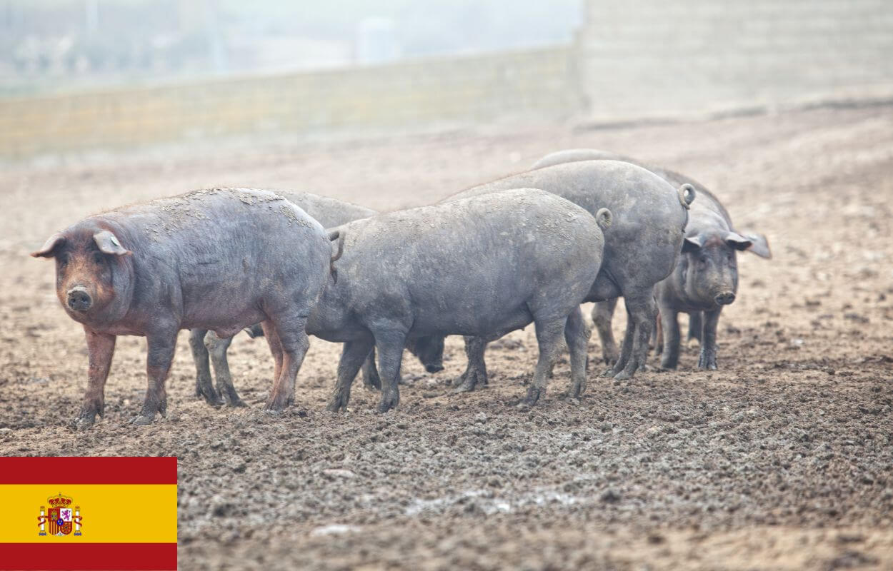 Black Iberian Pigs