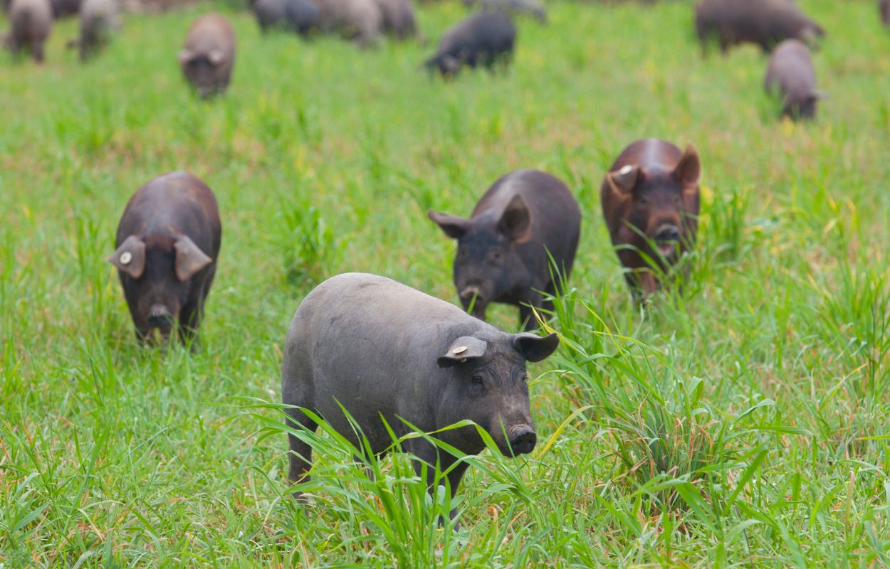 Black Iberian Piglets