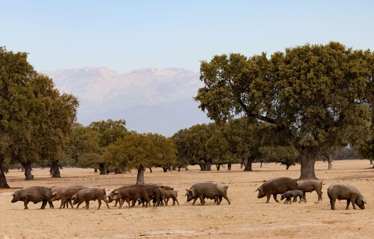 Black Iberian Pigs Grazing among the Oaks