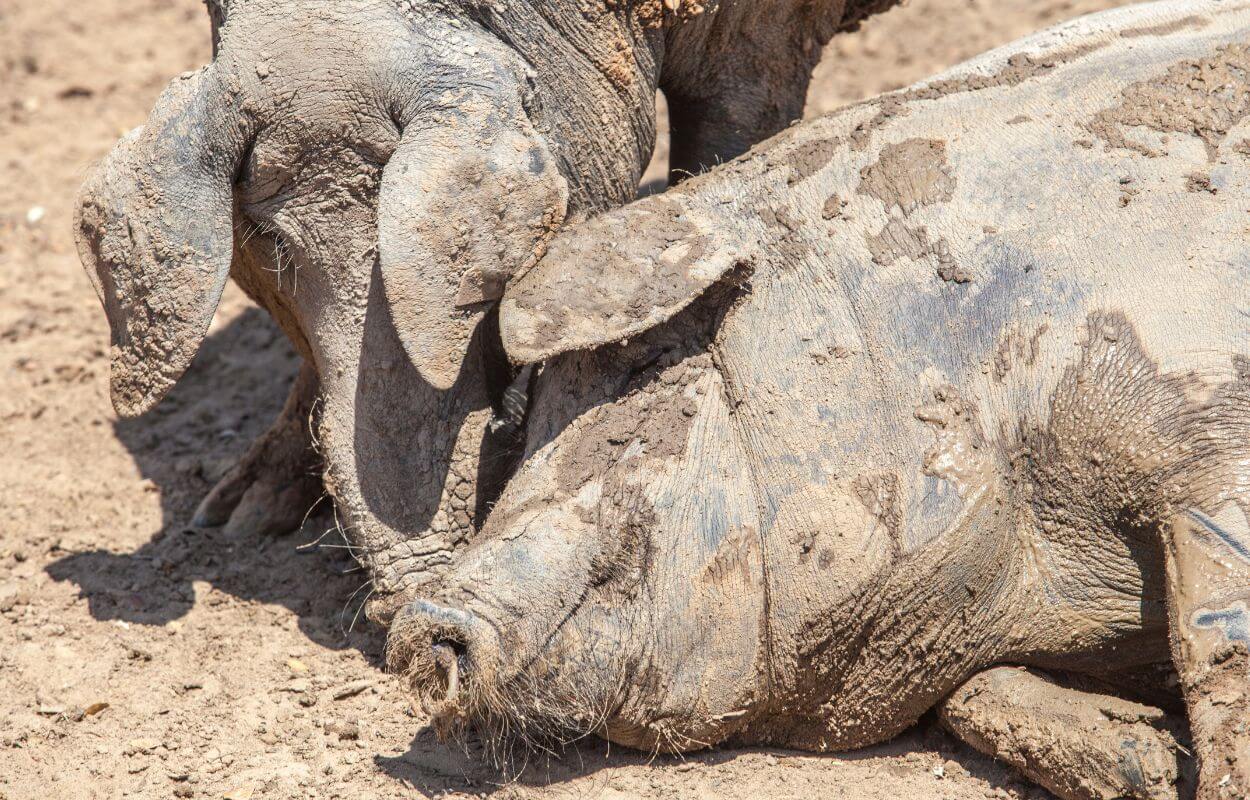 Black Iberian Pigs enjoying the mud