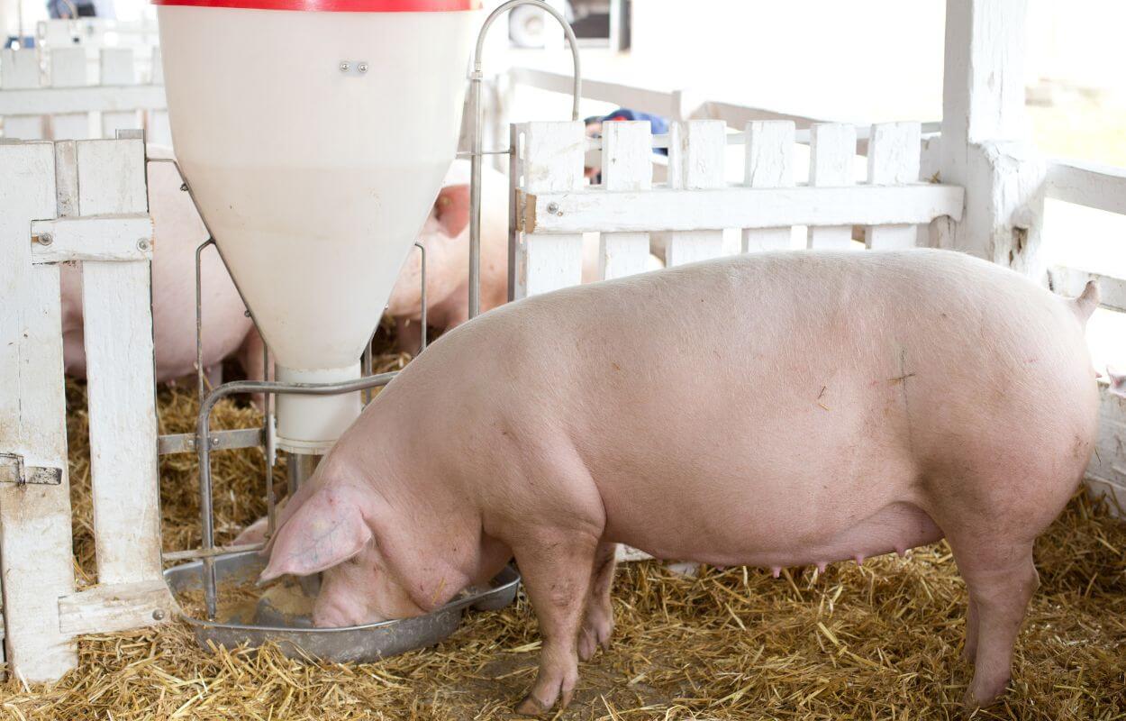 Feeding landrace pig