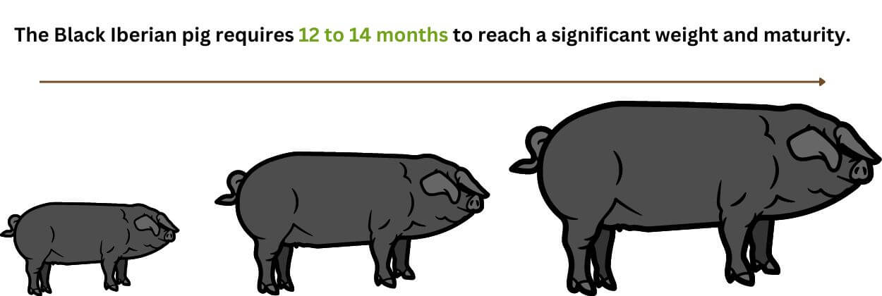 How fast do Black Iberian pigs grow