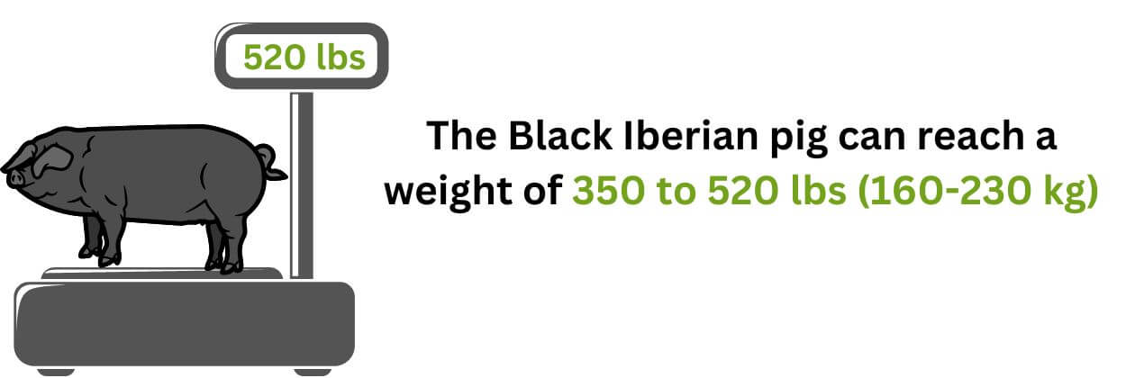 The Black Iberian pig weight