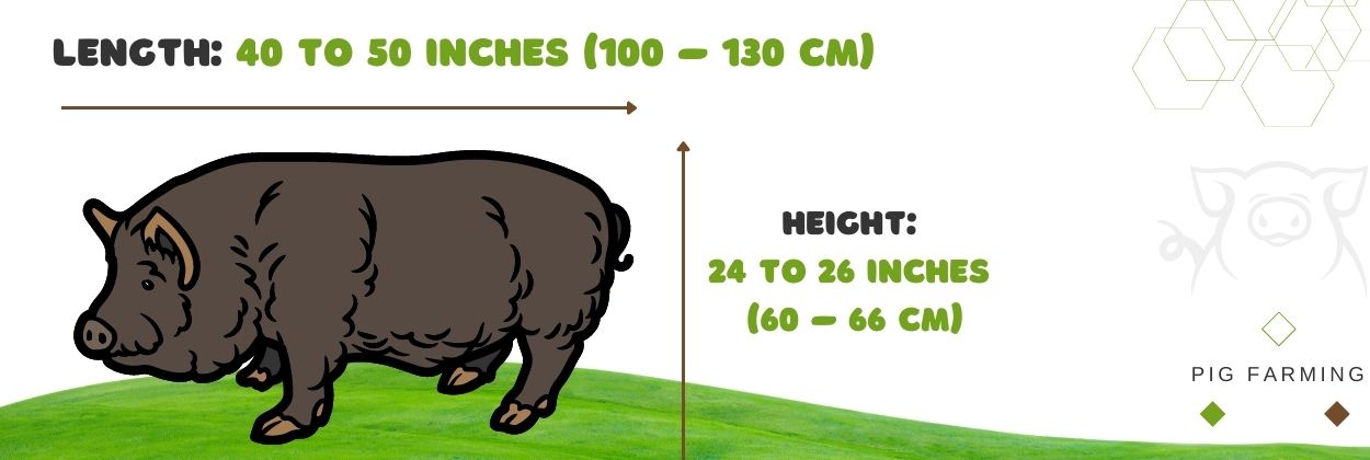 The size of the American Guinea Hog