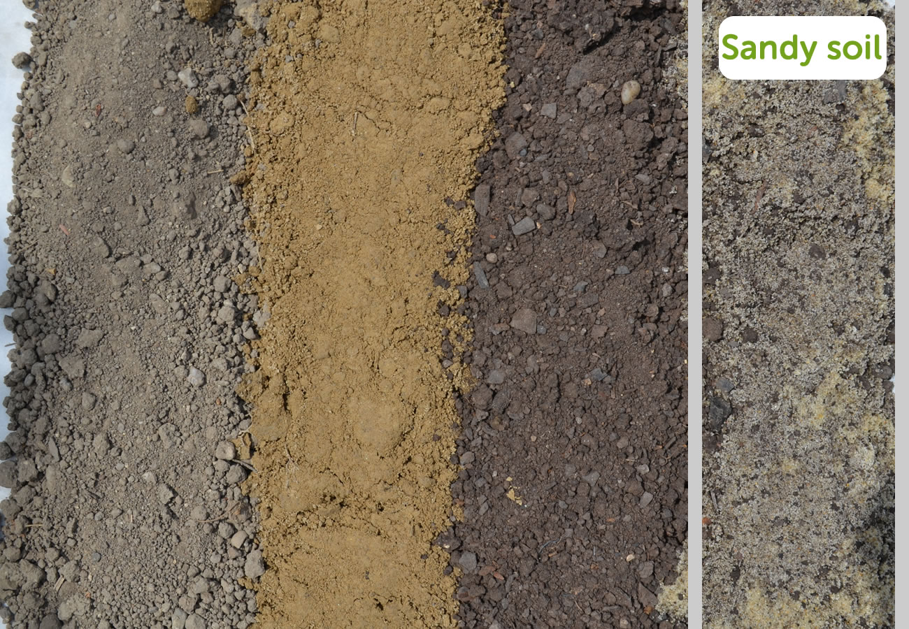 Types of Soil - Sandy Soil