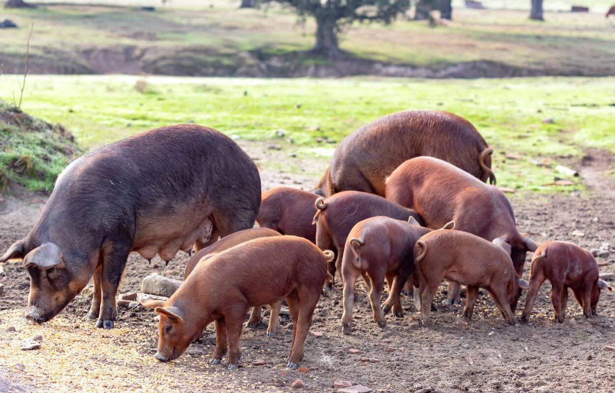 What is a Black Iberian Pig