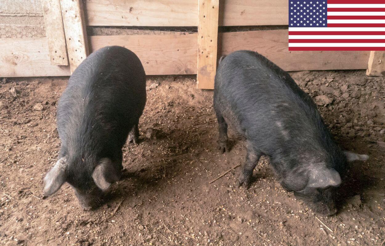 What is an American Guinea Hog