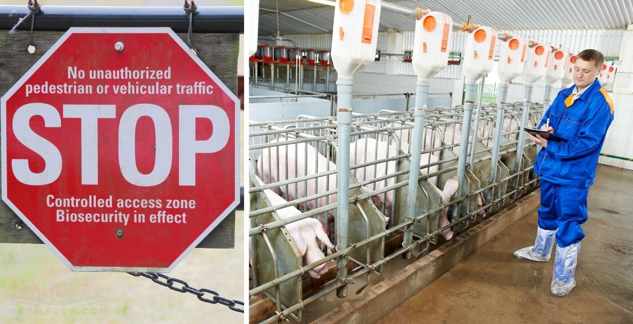 Why is biosecurity important for pigs