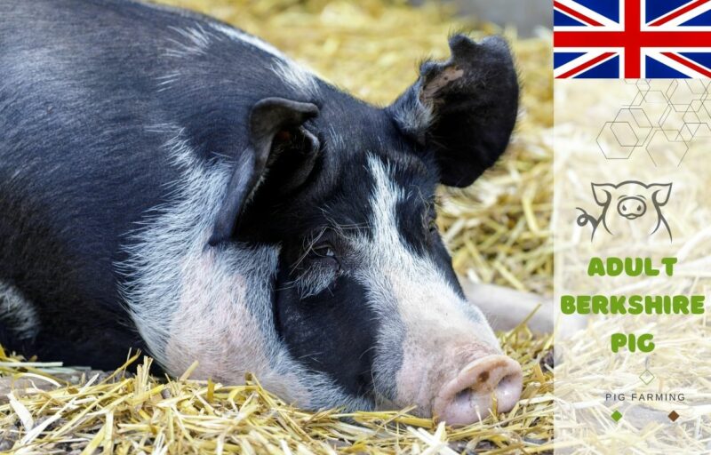 Berkshire Pig Traits, Meat Excellence, Raising Tips, Breeding Facts