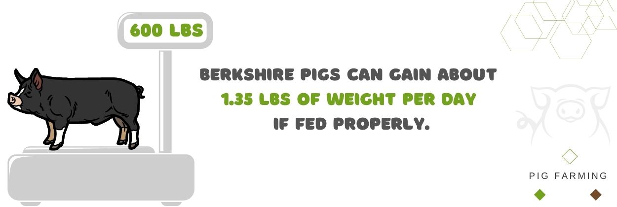 Berkshire pig Weight