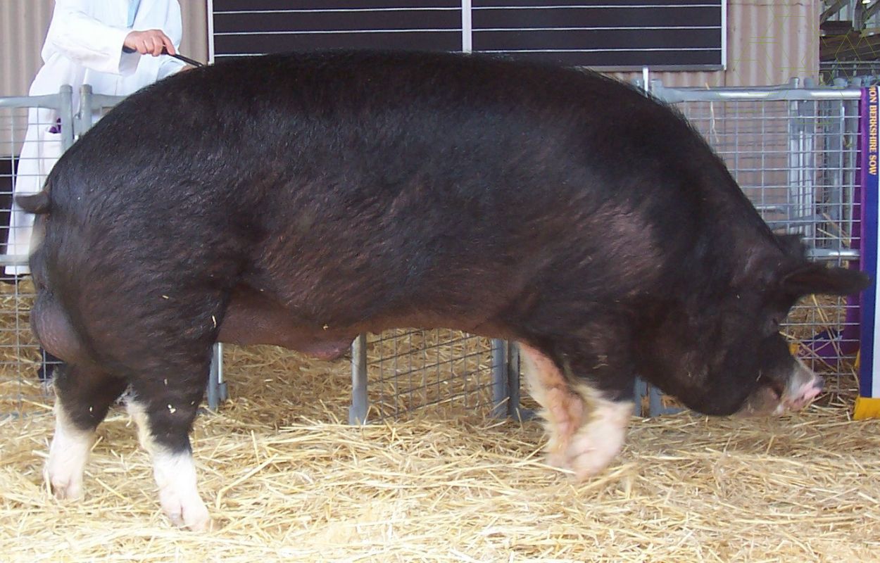 Berkshire pig body