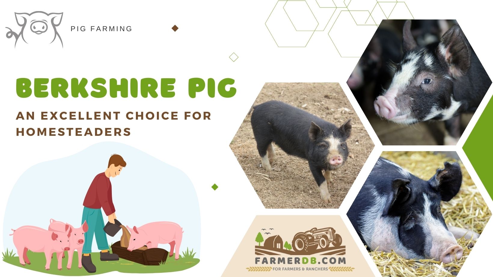 Berkshire pig - farmerdb