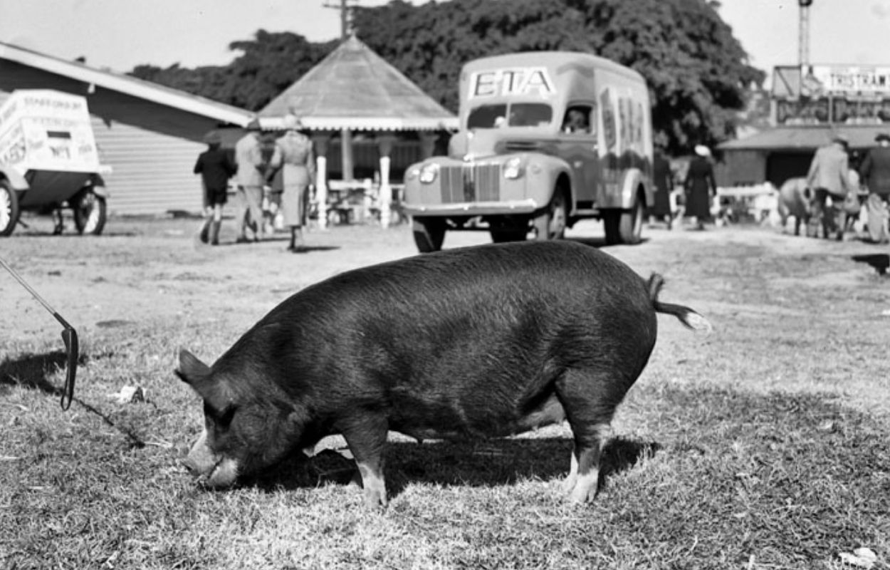 Berkshire pig history and origin