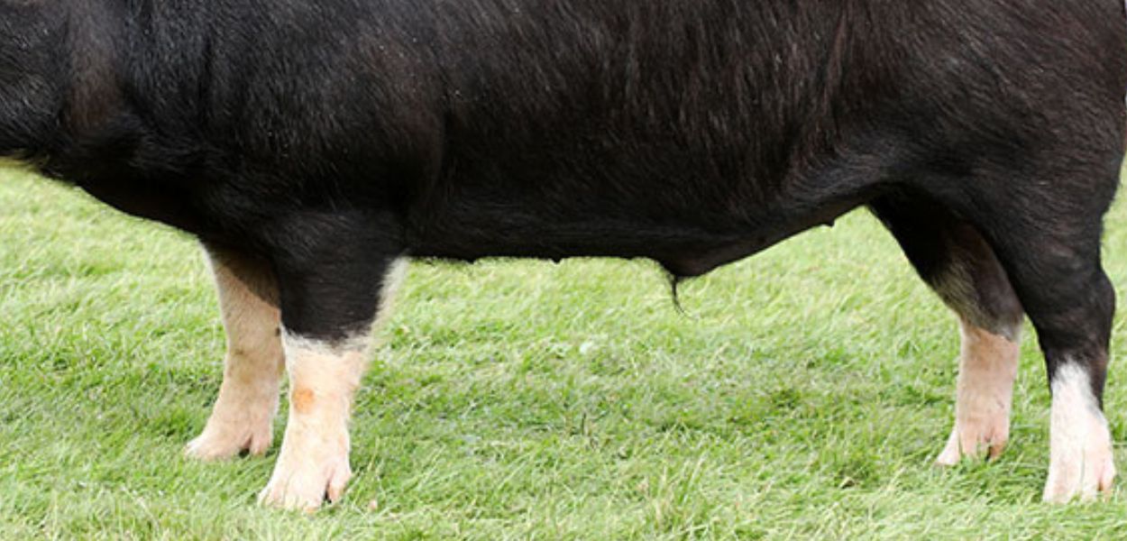 Berkshire pig legs