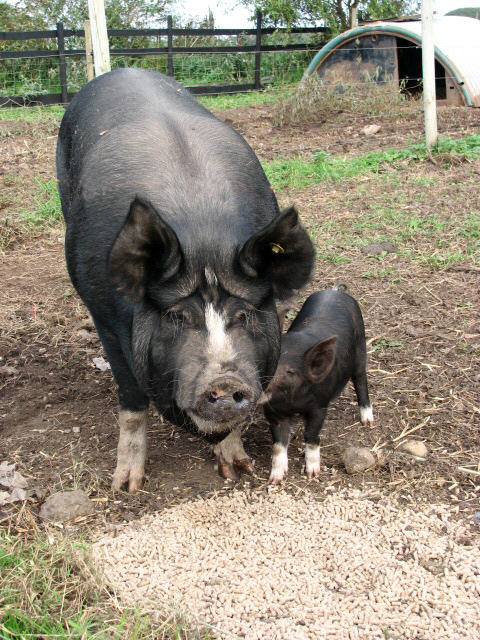 Berkshire sow and piglet