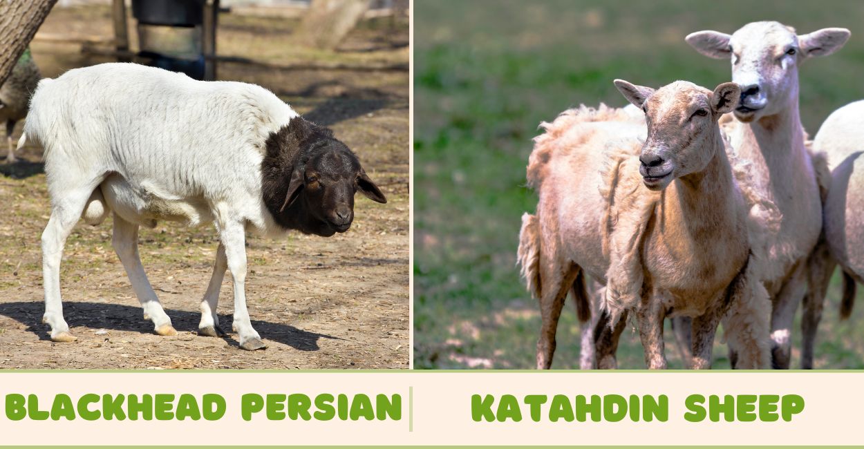 Blackhead Persian and Katahdin Sheep