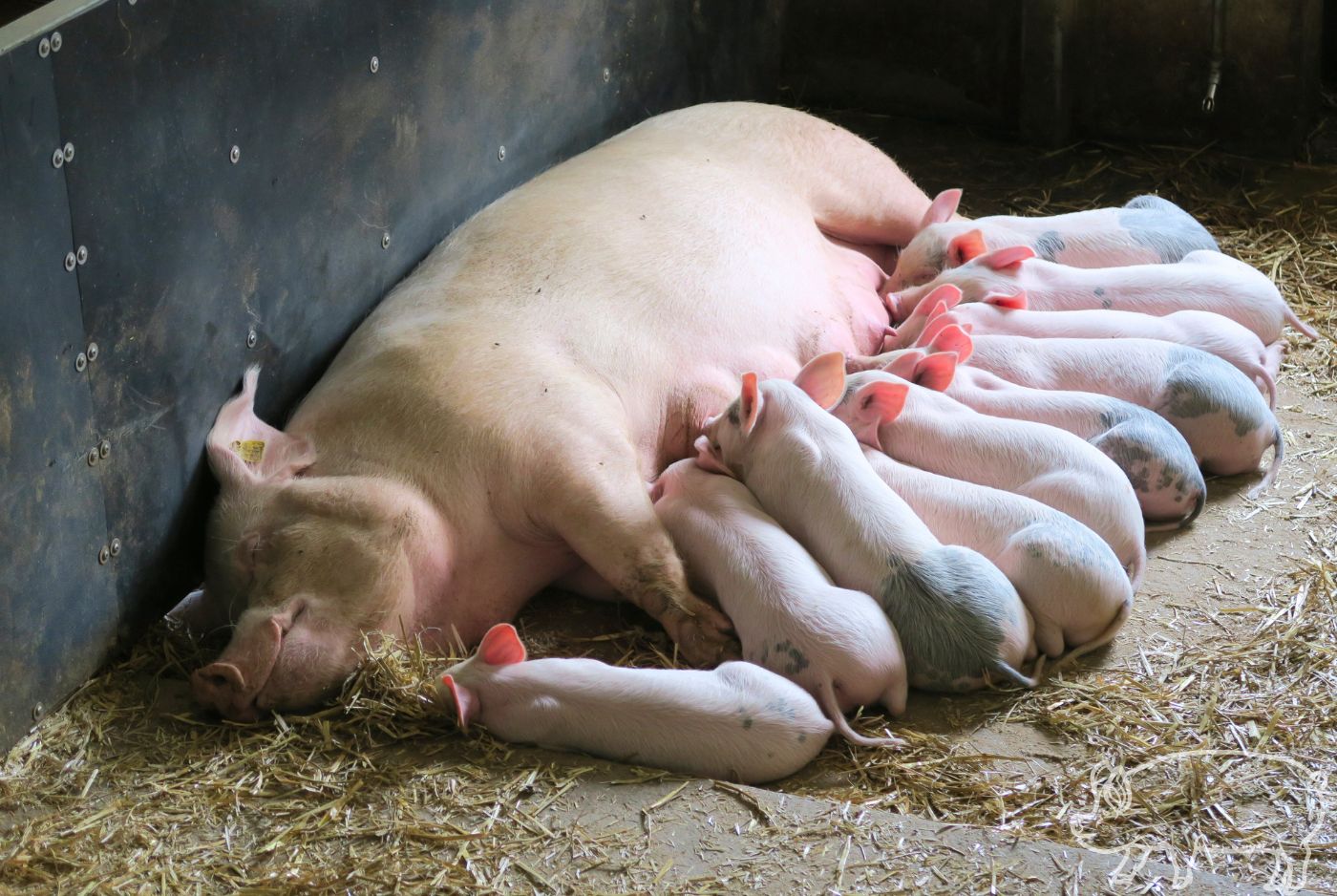 Breeding Large White pigs