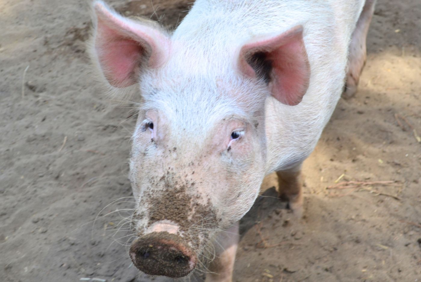 Head, Face, and Ears - Large White Pig