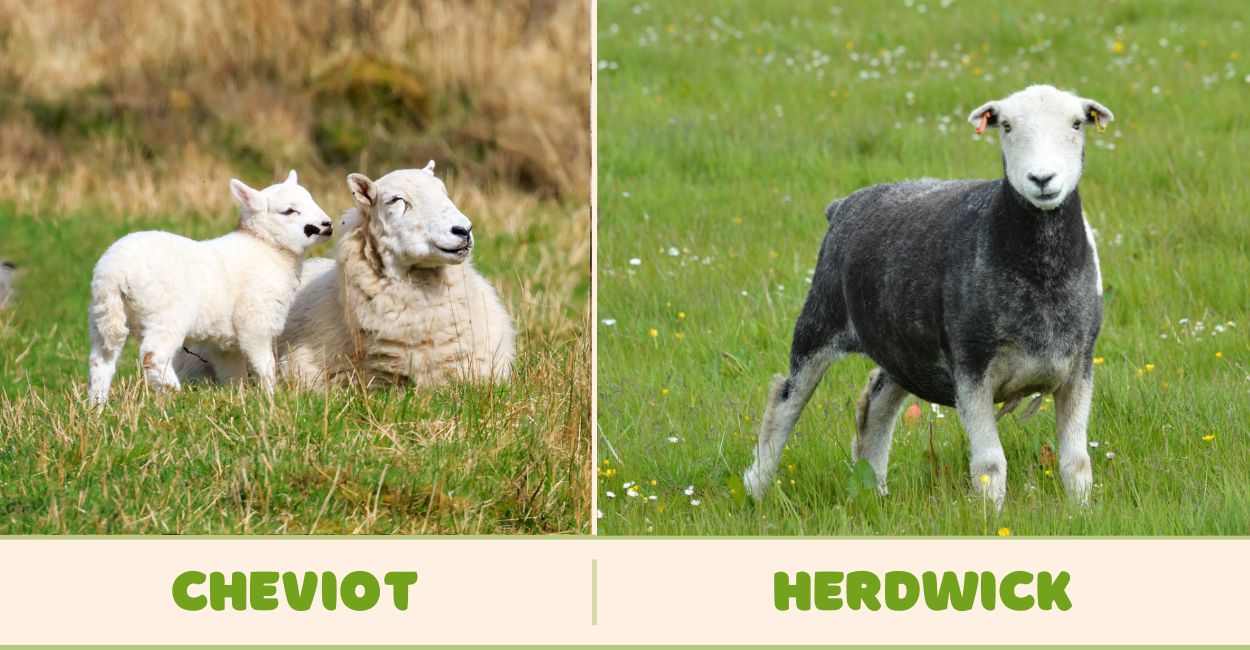 Herdwick and Cheviot sheep