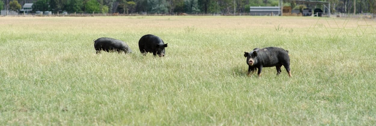 How many Berkshire pigs per acre