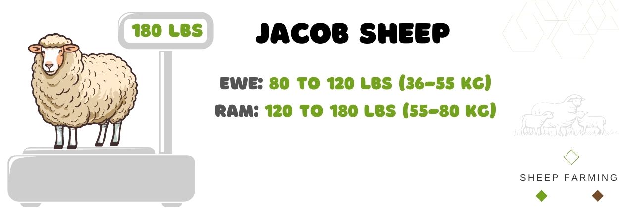 Jacob Sheep Weight