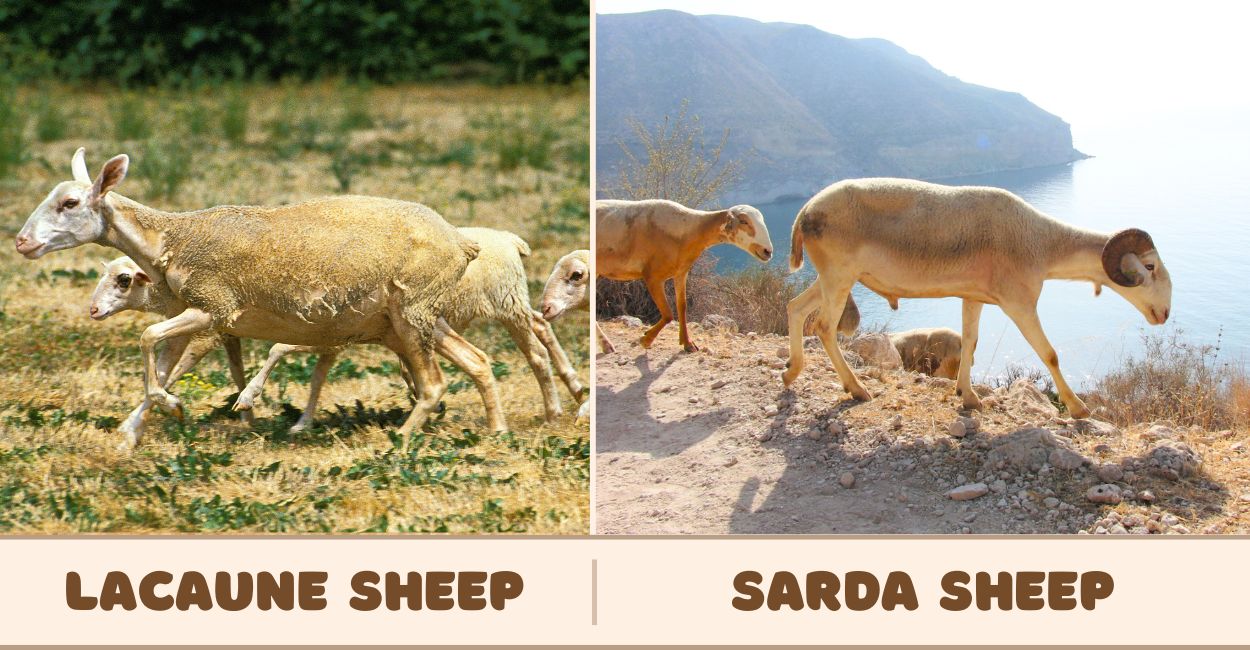 Lacune and Sarda Sheep