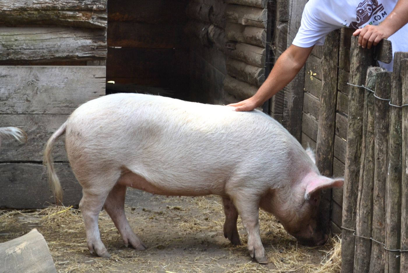 Large White Pig Boby