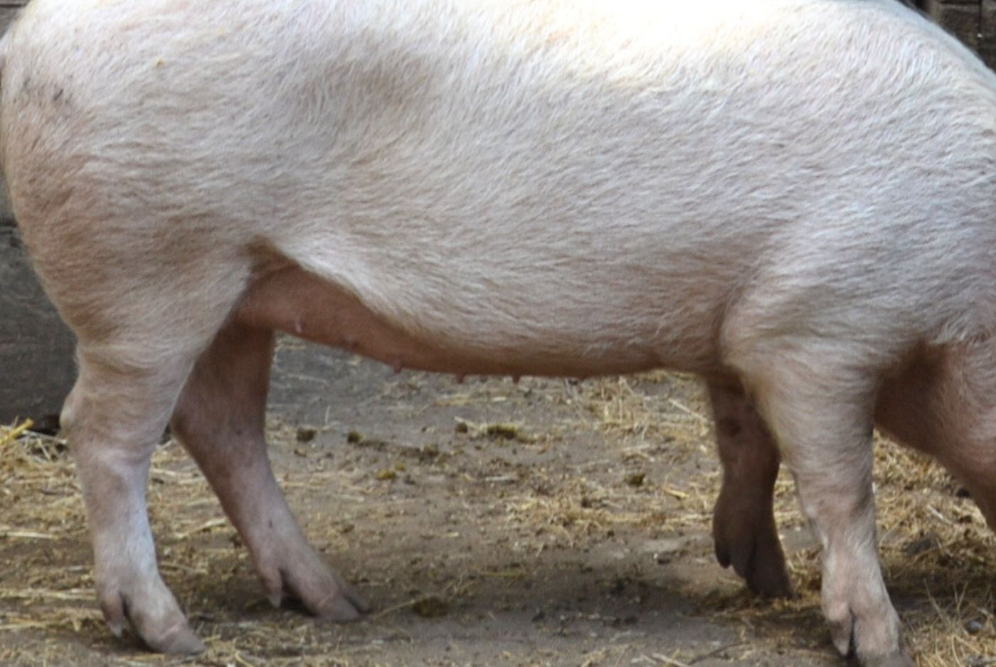 Large White Pig Legs