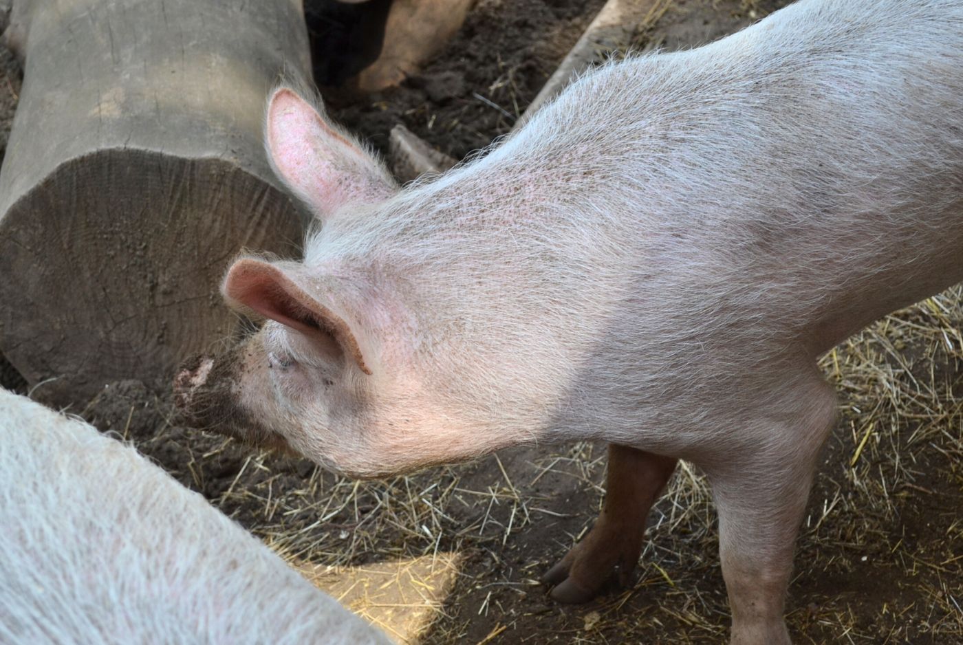 Large White Pig - Neck and Shoulders